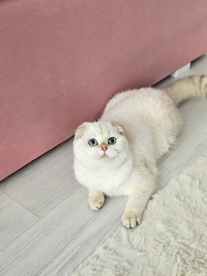 Scottish Fold un anidor