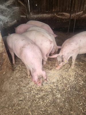 vind porci de carne  cu greutate 120  150 pentru mai multe detalii la tel   - imagine 2