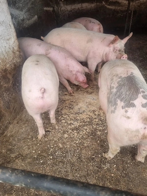 vind porci de carne  cu greutate 120  150 pentru mai multe detalii la tel  