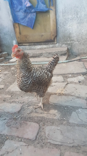 vând găină și cocoș
