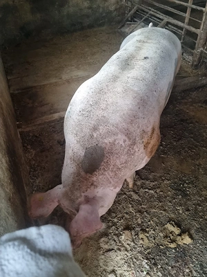 Vind porci de carne cu greutate 350 400kg pentru mai multe detalii la tel   - imagine 2