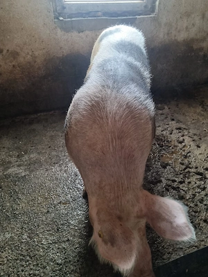 Vind porci de carne cu greutate 350 400kg pentru mai multe detalii la tel   - imagine 3