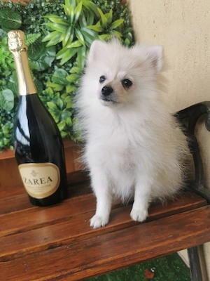 Pomeranian minitoy 3 luni jumătate complet vaccinat