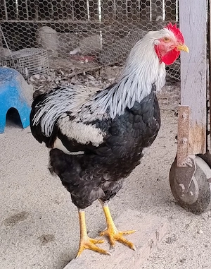 cocos de 7,5 luni rasa de gaini Plymouth Silver - argintiu - imagine 3