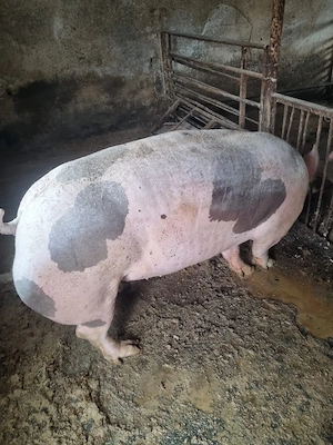 Vind porci de carne cu greutate 350 400kg pentru mai multe detalii la tel   - imagine 4