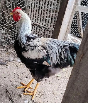 cocos de 7,5 luni rasa de gaini Plymouth Silver - argintiu