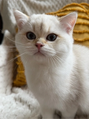 Vand femela British Shorthair NY1133 linie campion pedigree