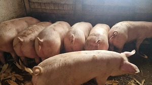 Porci de tara  - imagine 3