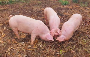 Porci de tara  - imagine 4