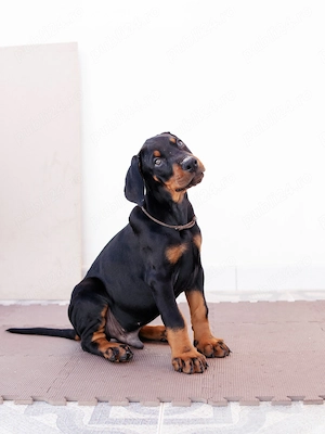 DOBERMAN pui - Vaccinați,  Deparazitați,  Înscriși in RECS  - imagine 3