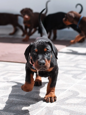 DOBERMAN pui - Vaccinați,  Deparazitați,  Înscriși in RECS  - imagine 4