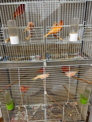 Vând canari tineri
