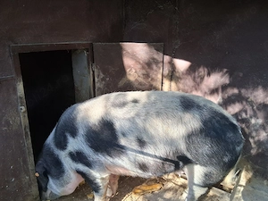 Vand  2 porci pentru Craciun - imagine 5