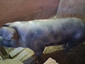 Vand  2 porci pentru Craciun - imagine 3