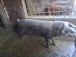 Vand  2 porci pentru Craciun