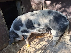 Vand  2 porci pentru Craciun - imagine 4