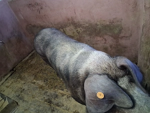 Vand  2 porci pentru Craciun - imagine 2