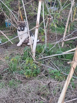 4 catelusi metis Fox Terrier pentru adoptie - imagine 3