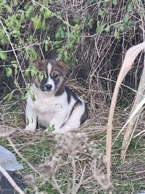 4 catelusi metis Fox Terrier pentru adoptie - imagine 4
