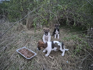 4 catelusi metis Fox Terrier pentru adoptie - imagine 2