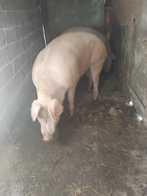 porci cu coadă  - imagine 4