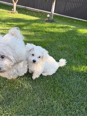 Bichon Maltez 
