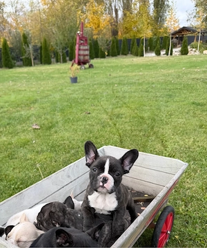Bulldog francez - femela 