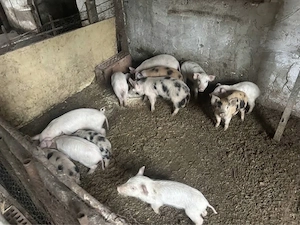 Purcei de vanzare