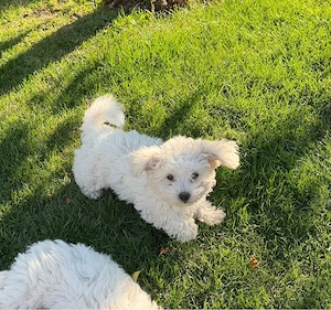 bichon malez - imagine 4