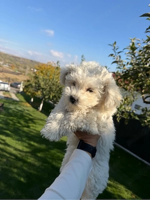 bichon malez