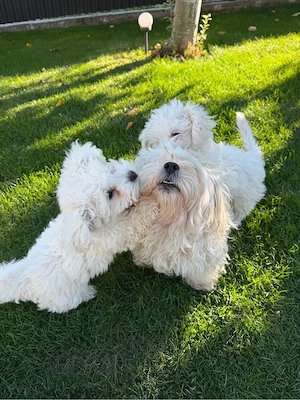 bichon malez - imagine 5