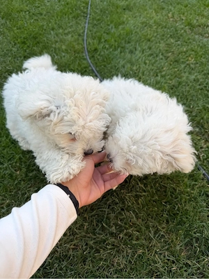 bichon malez - imagine 3
