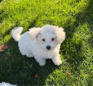 bichon malez - imagine 2