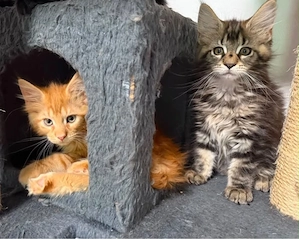 Maine coon puiuti
