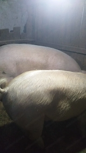 Porc de vanzare,pret negociabil - imagine 2