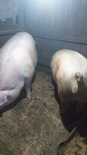 Porc de vanzare,pret negociabil