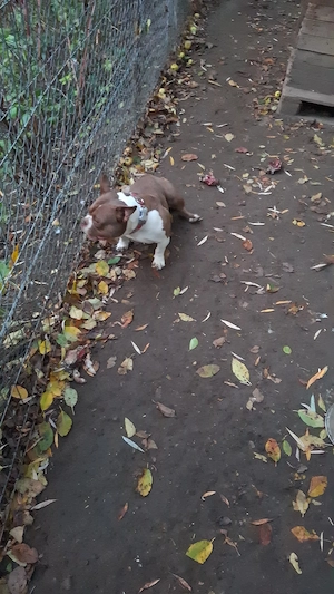 V nd Femelă American Bully Micro de 1 an cu Pedigree !! - imagine 4