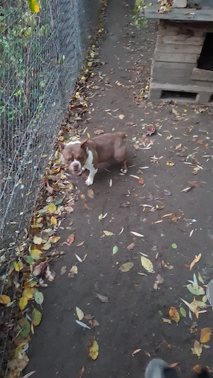 V nd Femelă American Bully Micro de 1 an cu Pedigree !! - imagine 3