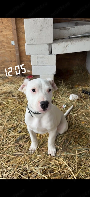 Vând cățelușă de dog argentinian 