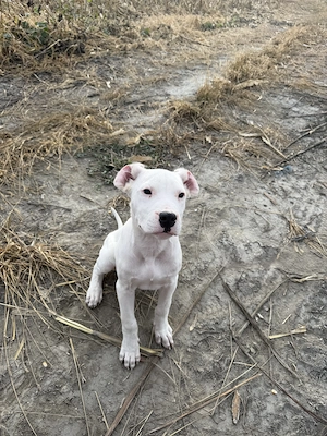 Vând cățelușă de dog argentinian  - imagine 3