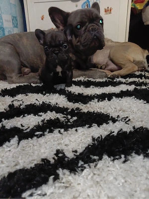 disponibili bulldog francez - imagine 4