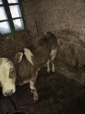 Vând tăuraș de 2 luni jumătate de rasă Bălțată. - imagine 3