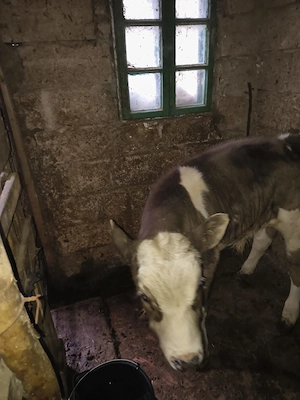 Vând tăuraș de 2 luni jumătate de rasă Bălțată. - imagine 5