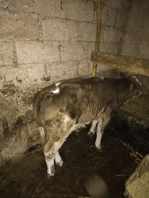 Vând tăuraș de 2 luni jumătate de rasă Bălțată. - imagine 2