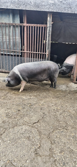 Vând porc bazna pentru sacrificat - imagine 3