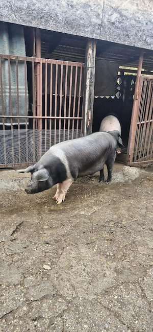 Vând porc bazna pentru sacrificat