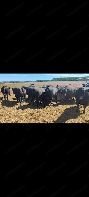 Tauri rasa Angus  - imagine 4