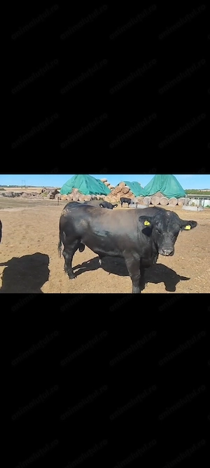 Tauri rasa Angus 