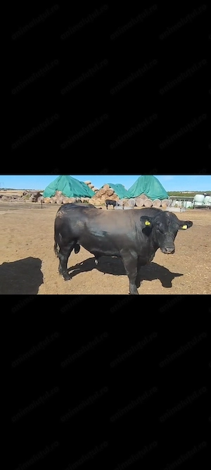 Tauri rasa Angus  - imagine 2