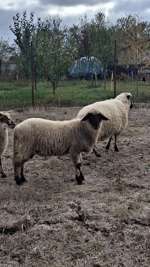 Vand berbecuti